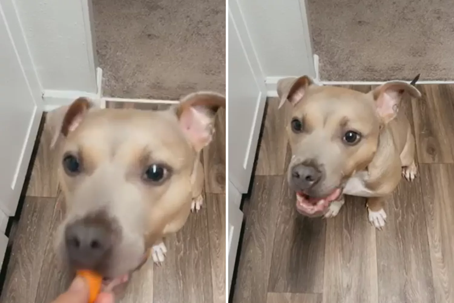 Rescue dog enjoying unusual treat is the only video you need to see today