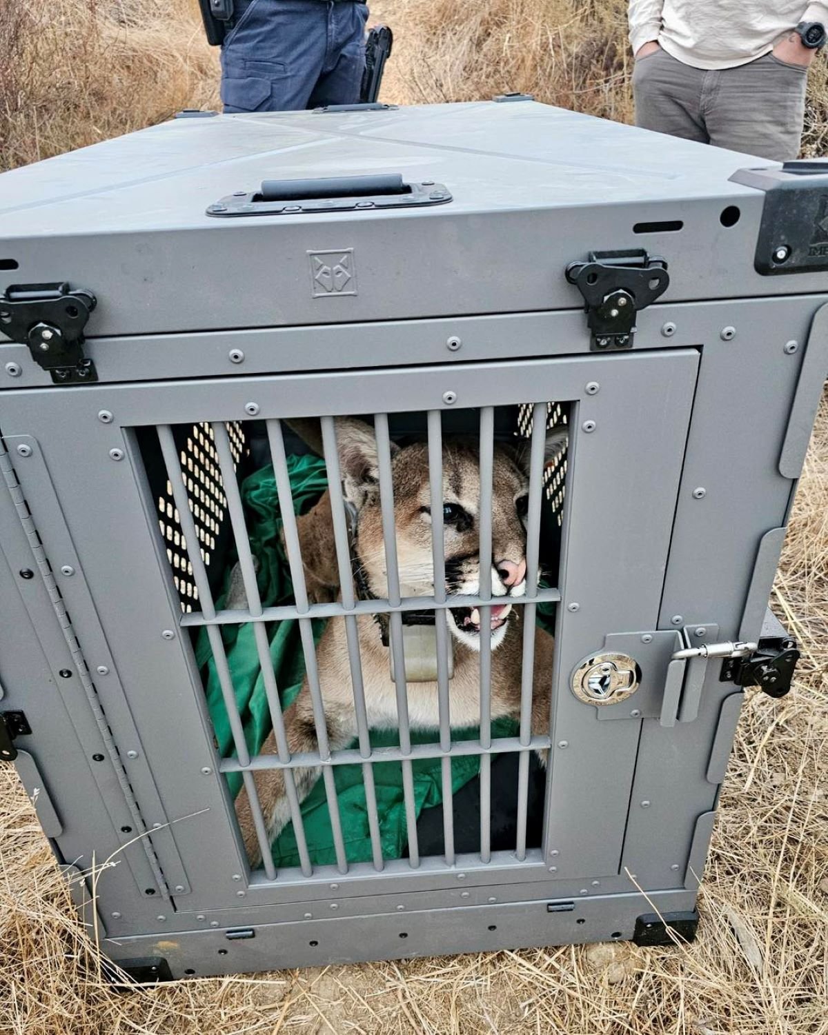 Mountain lion in cage