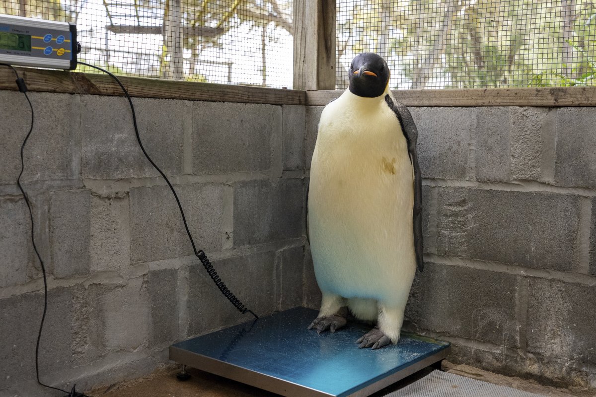 Emperor Penguin, Gus