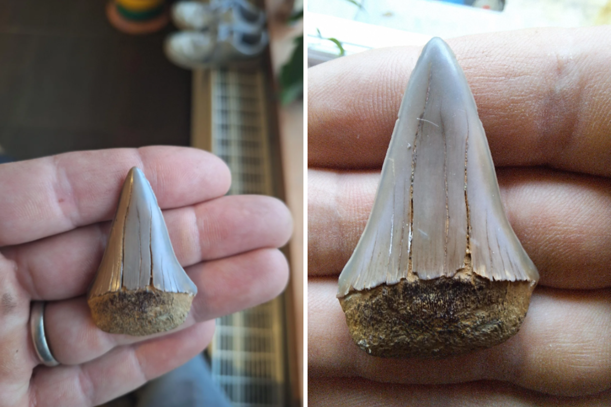 Old tooth found in a garden