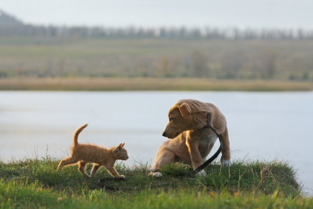 kitten and puppy playing