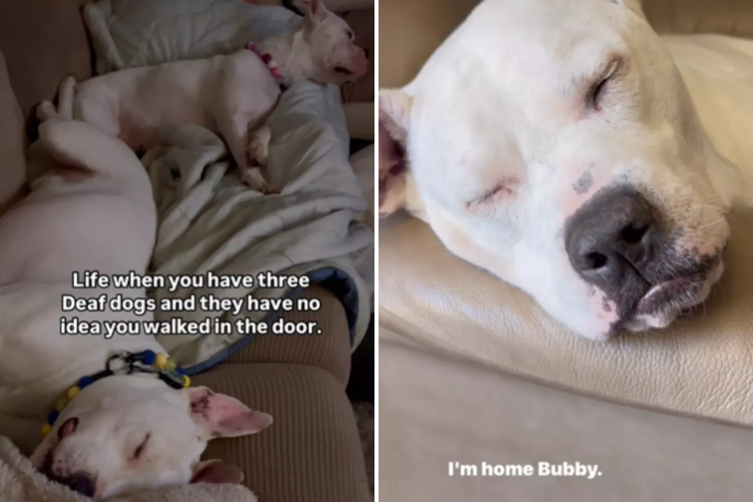 Adorable way man wakes deaf dogs from nap so they "don't startle"