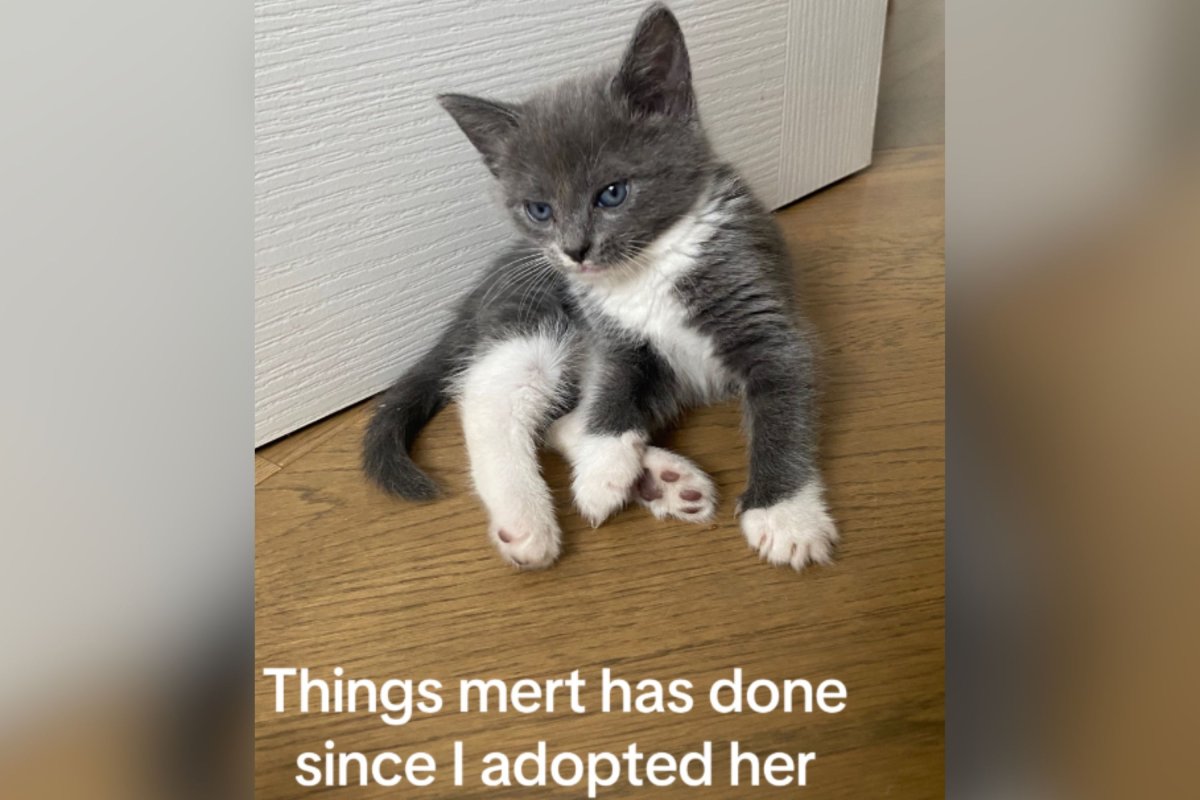 Grey and white kitten