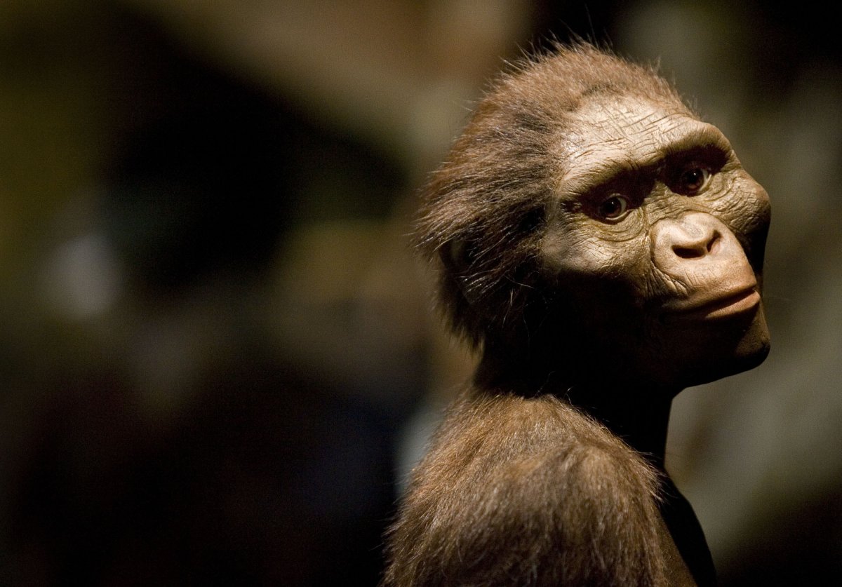 Sculptor's rendering of Australopithecus afarensis