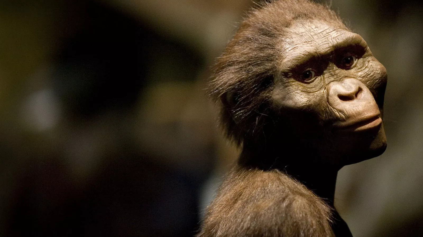 How discovery of Lucy skeleton shaped our understanding of human evolution
