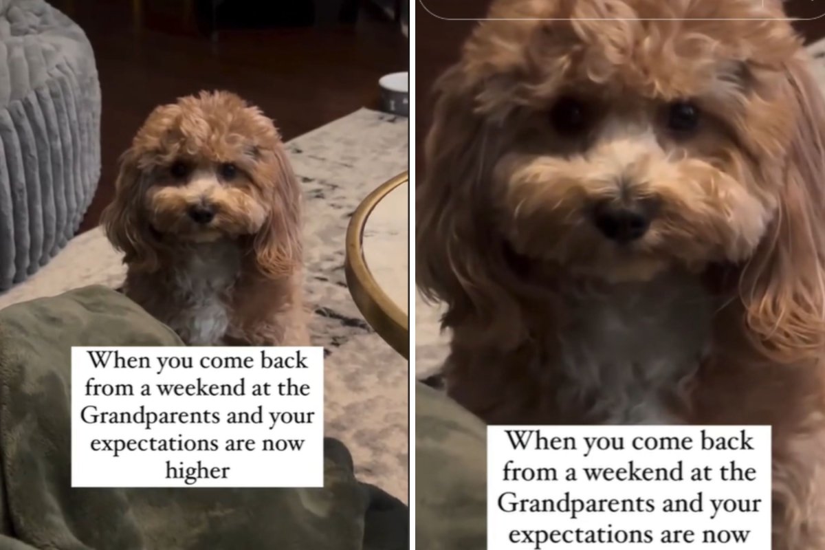 Cavapoo upset at parents