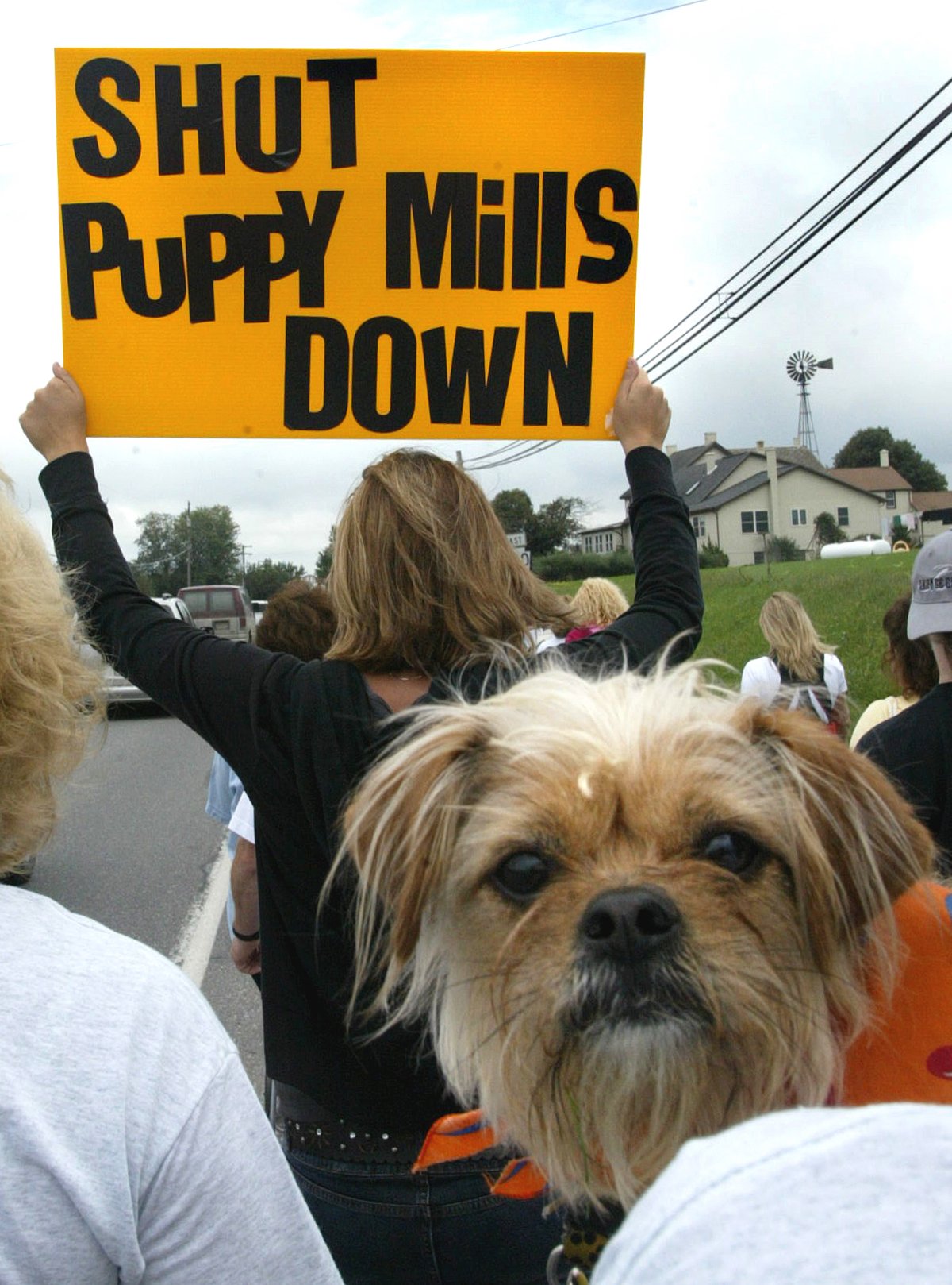 PUPPY MILL AWARENESS