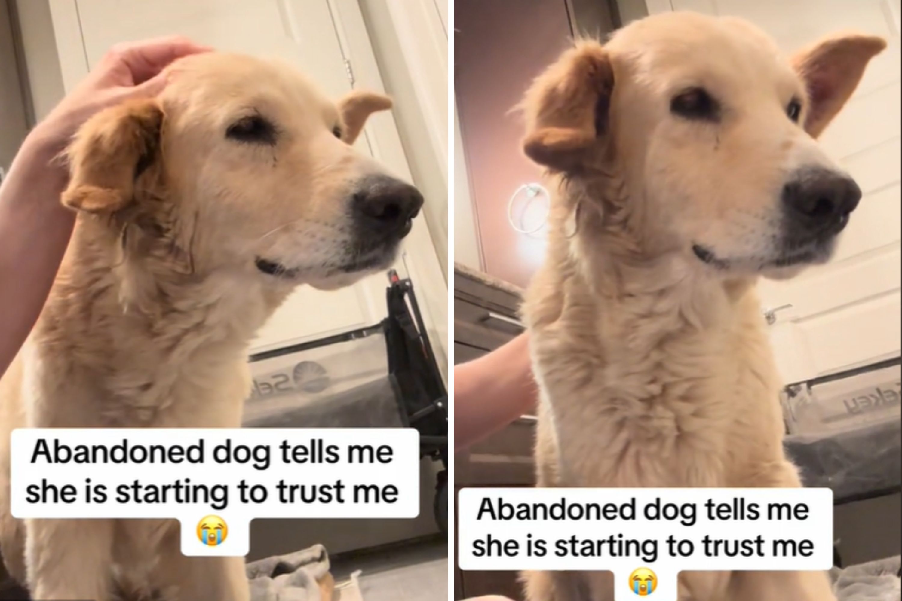 Moment Frightened Abandoned Dog Learns To Trust Foster Mom: 'I Cried'