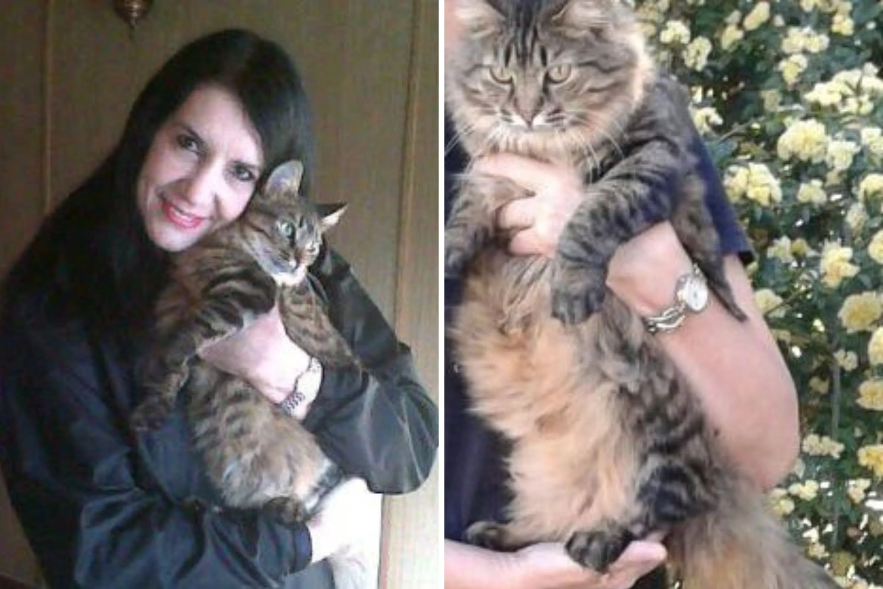 Mama cat saved from euthanasia after kittens adopted now lives best life