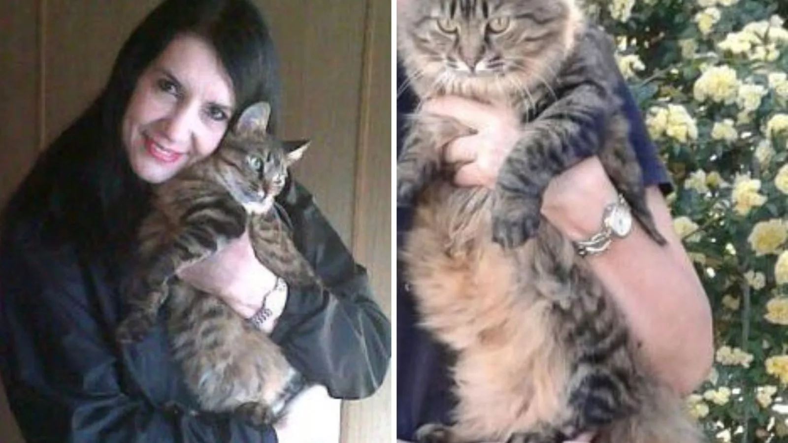 Mama cat saved from euthanasia after kittens adopted now lives best life