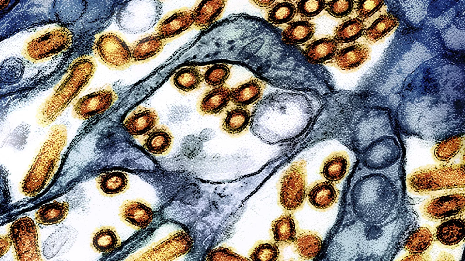 Raw milk recall as bird flu found during test