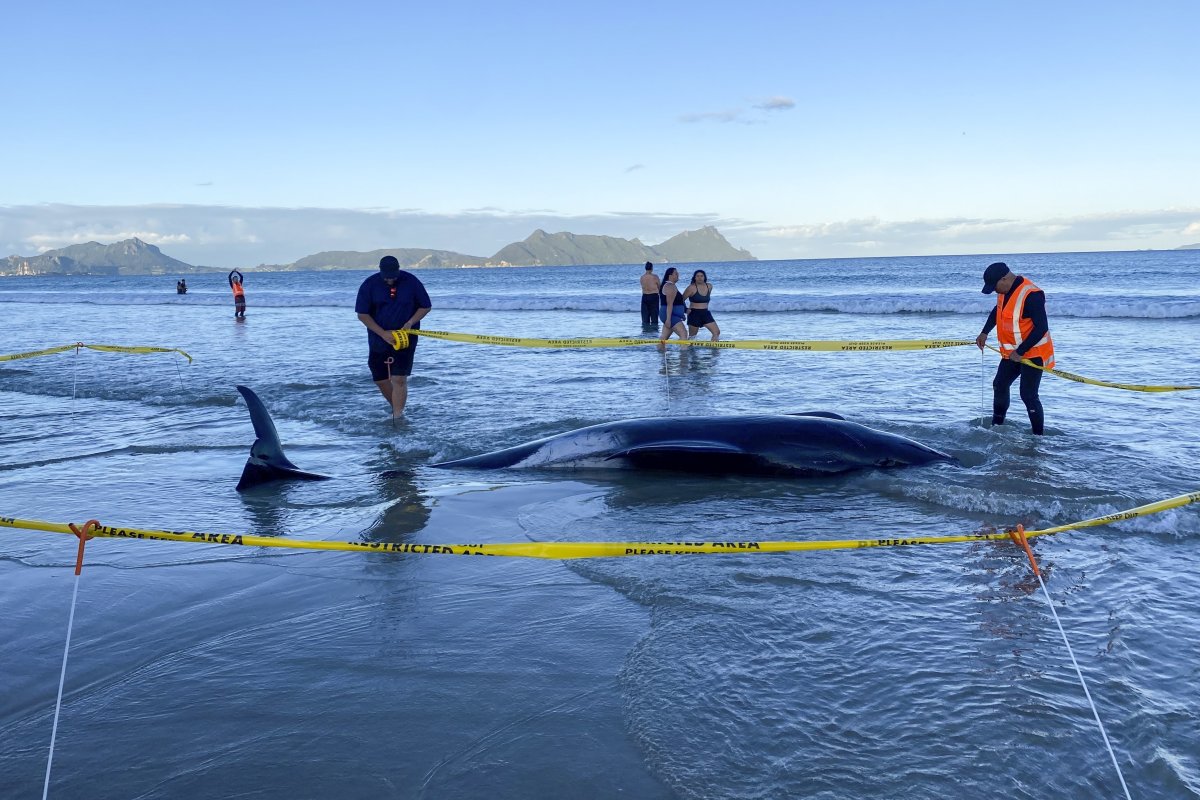 Pilot whale