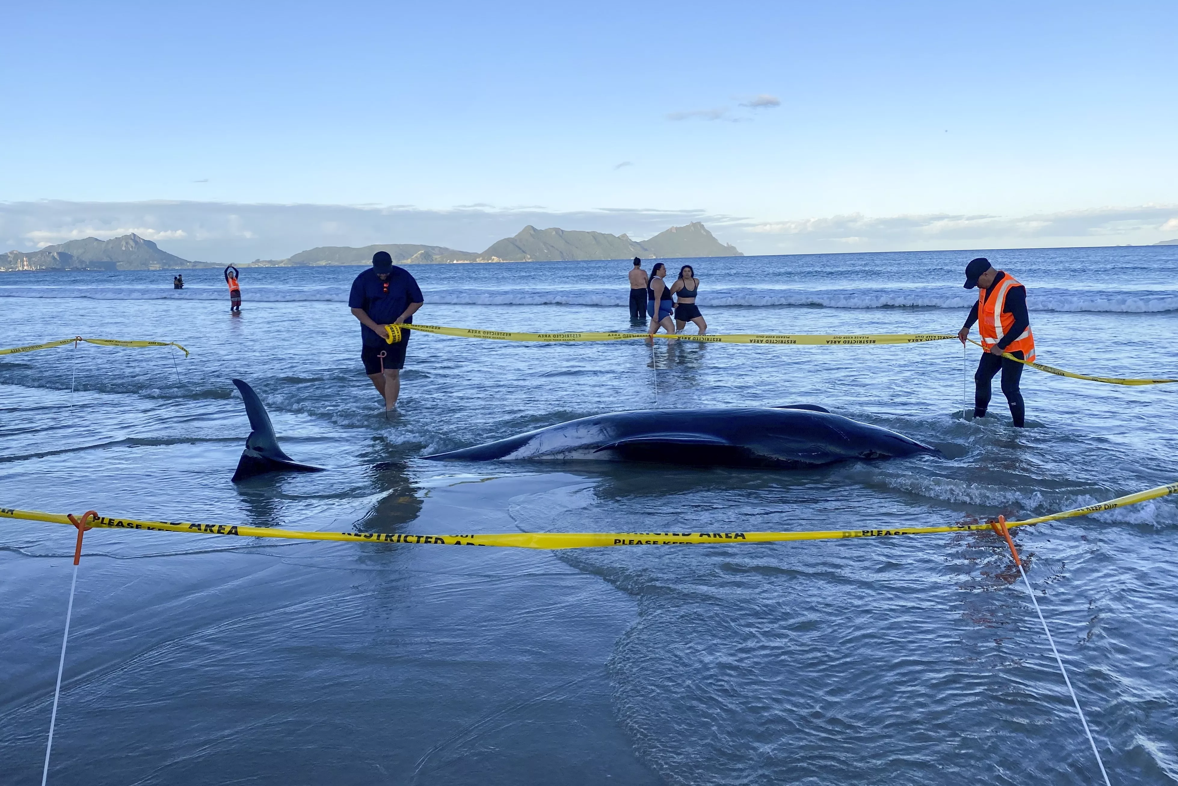 Heroic effort saves 30 pilot whales after mass stranding