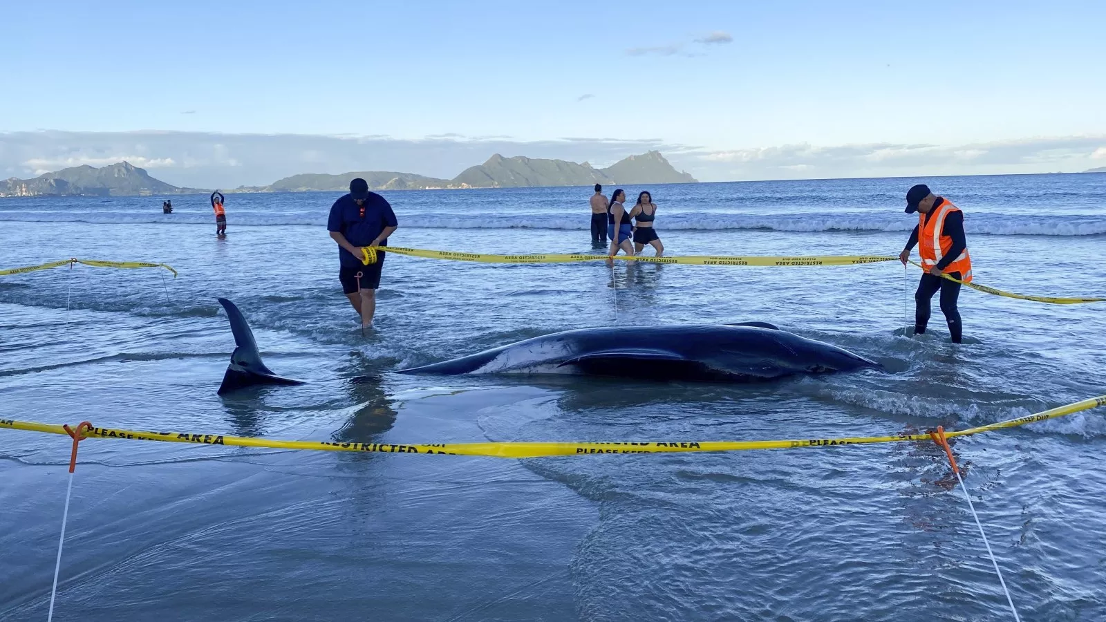 Heroic effort saves 30 pilot whales after mass stranding