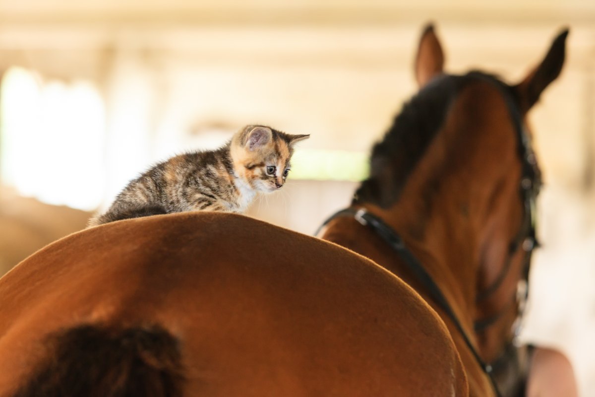 Kitten sitting on top of horse. 