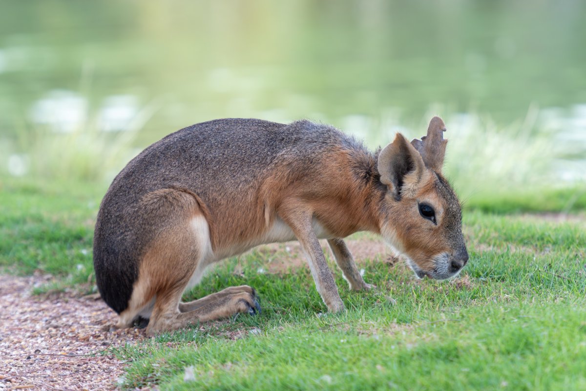 Patagonian Mara