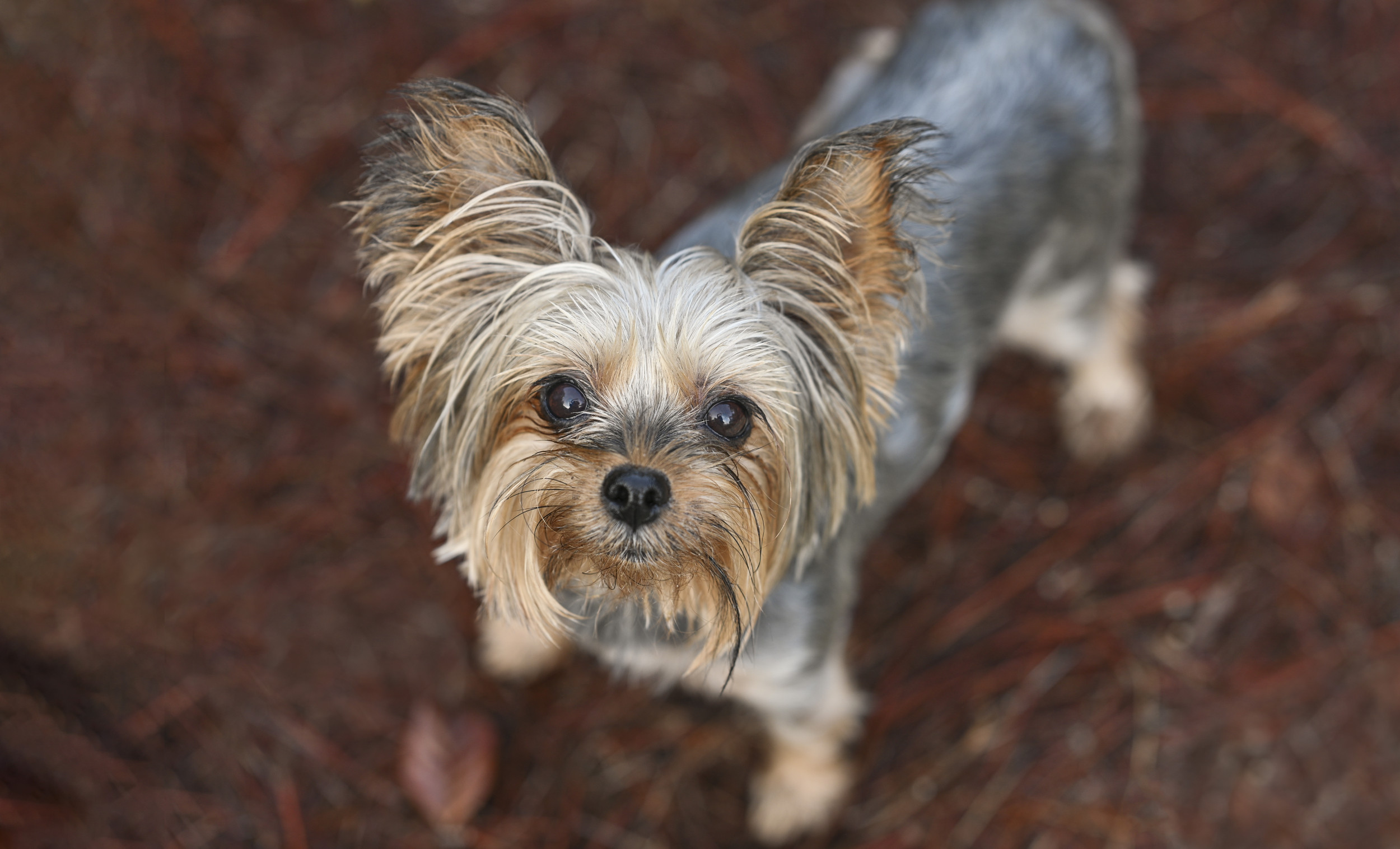 Hysterics at Yorkie's 'Parallel Park' Tactic To Be Picked Up