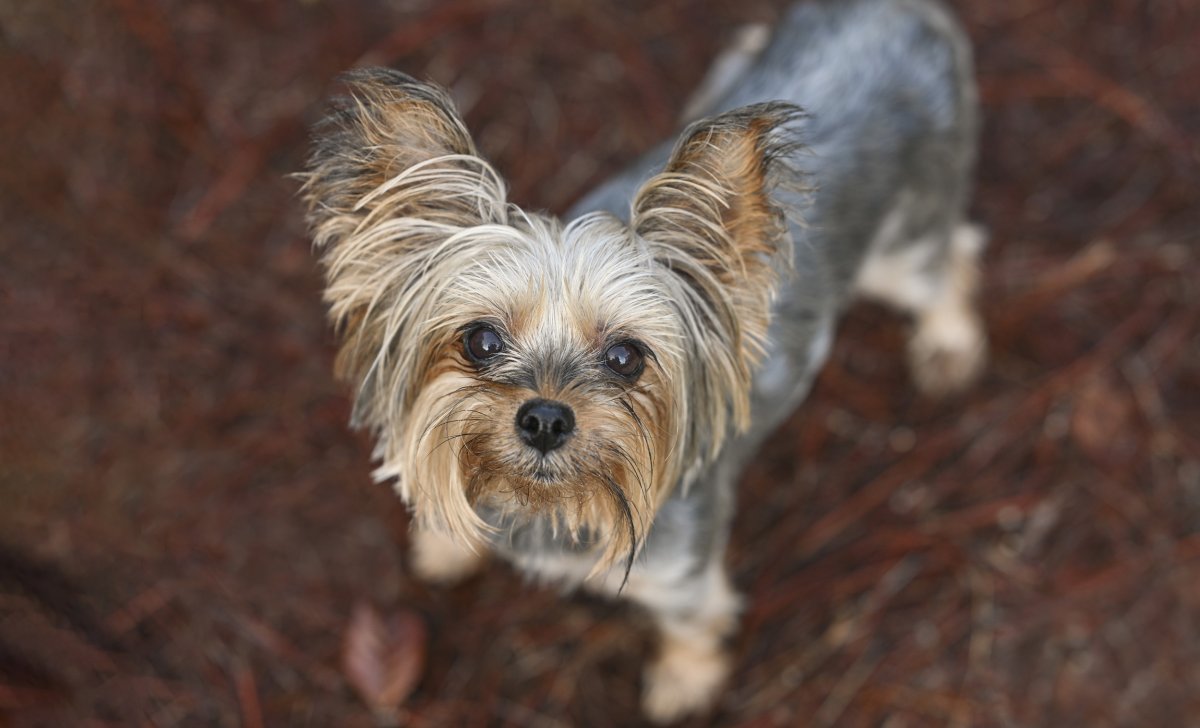 Yorkshire terrier dog looking up.