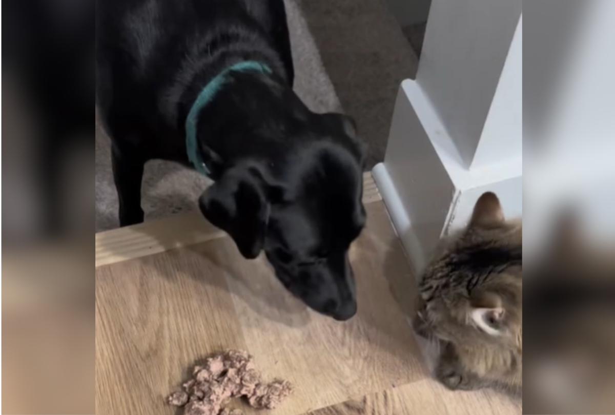 dog eating with cat