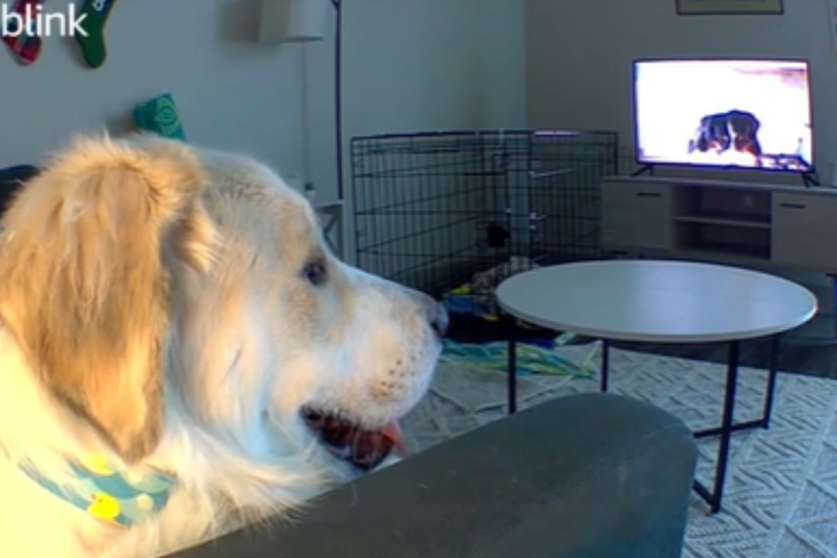 Dog escapes crate watches tv