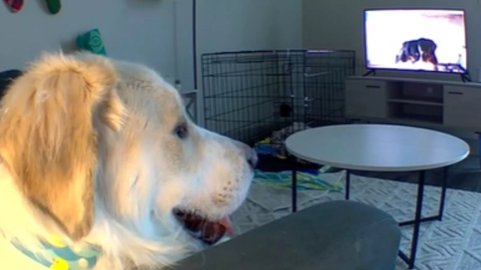Owner leaves dog in crate, not prepared for what she sees later on pet cam