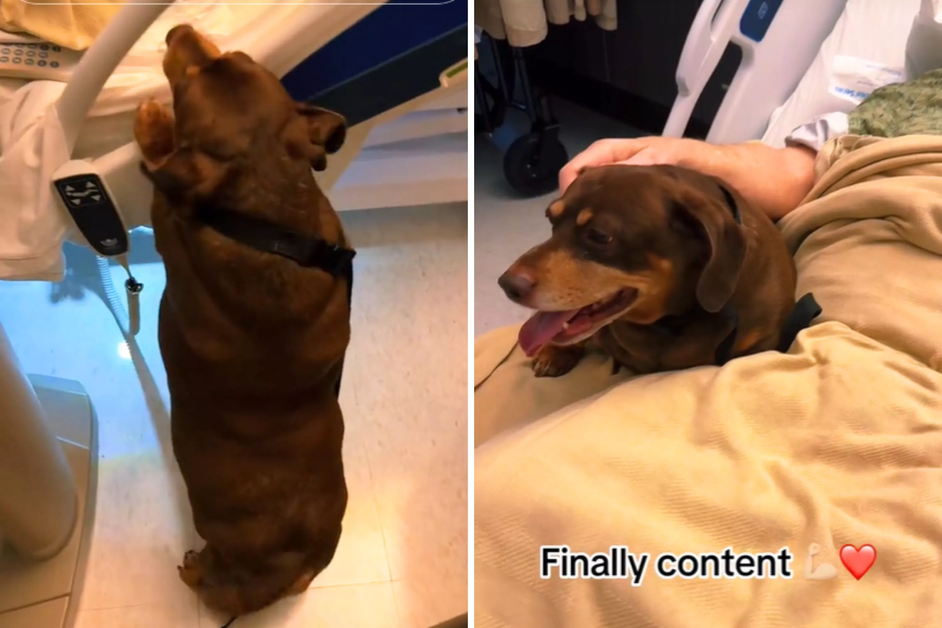 Dog's reaction to owner in hospital is proof their "love is unconditional"