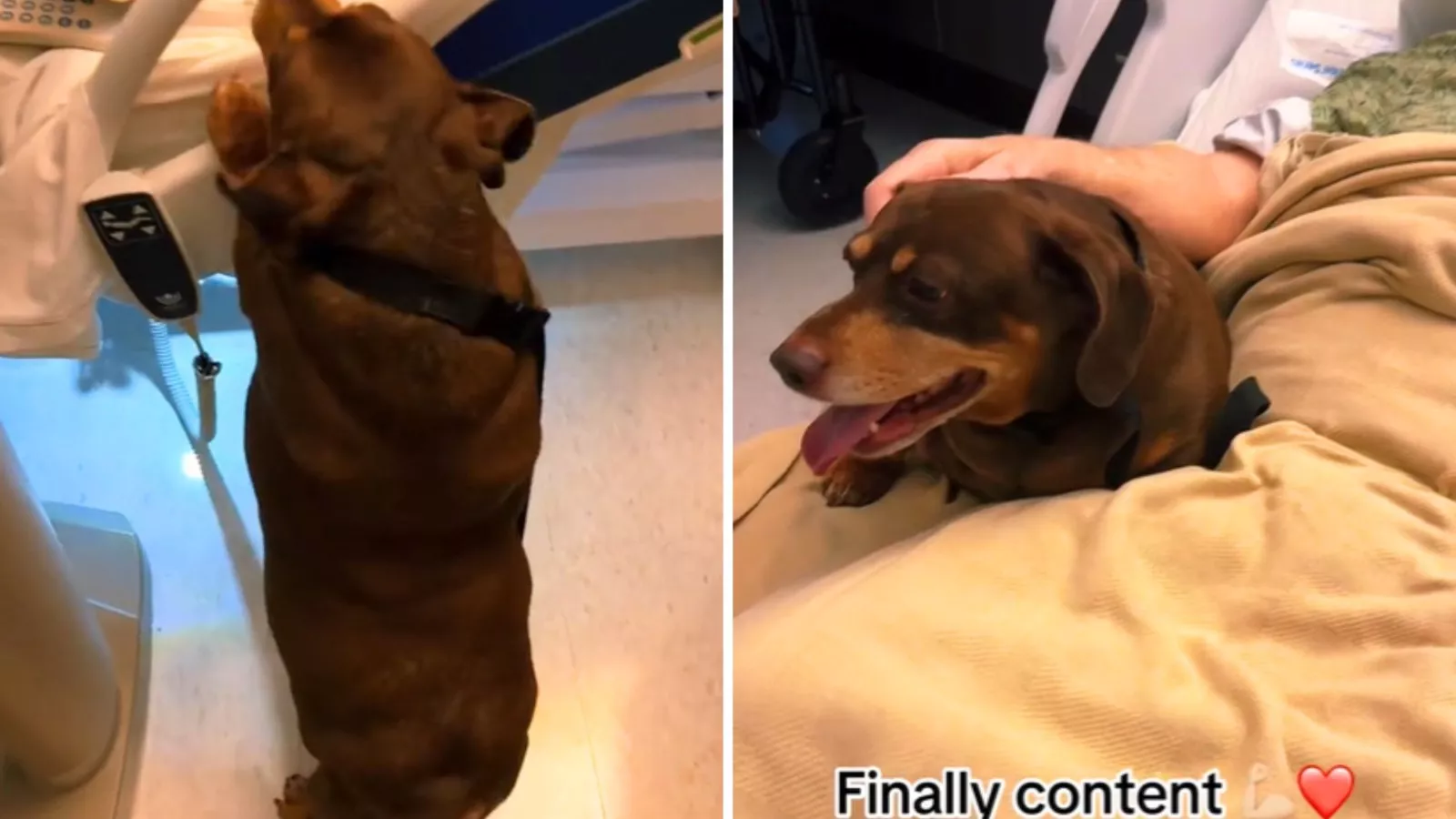 Dog's reaction to owner in hospital is proof their "love is unconditional"