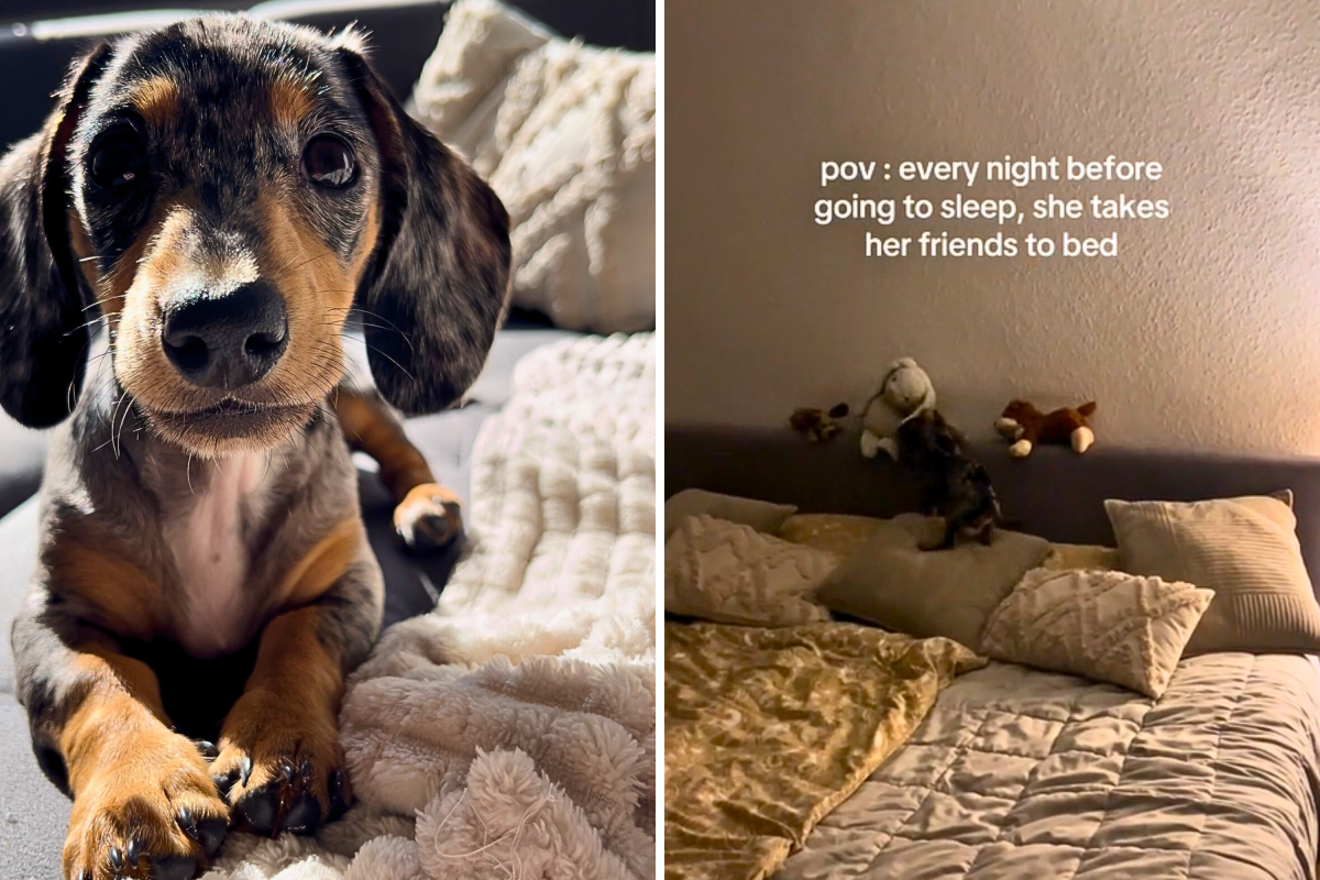 Dachshund Heart Blanket - Black & Tan Dachshund Heart Blanket - Black & Tan