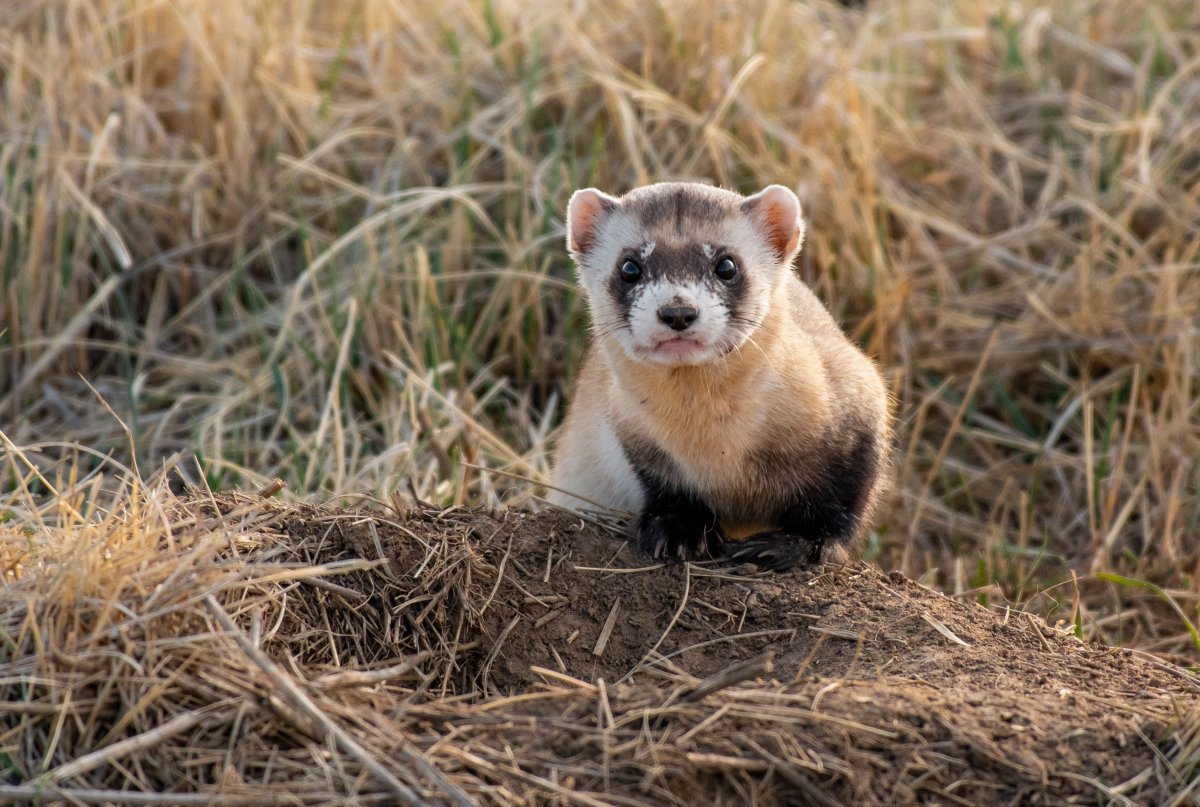 A Federally Endangered Black-footed Ferret