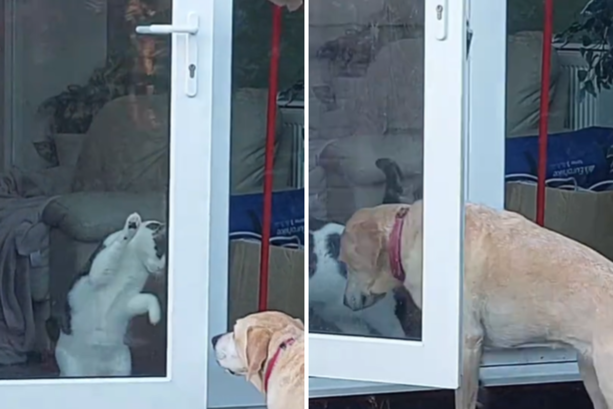 Cat opening door door dog