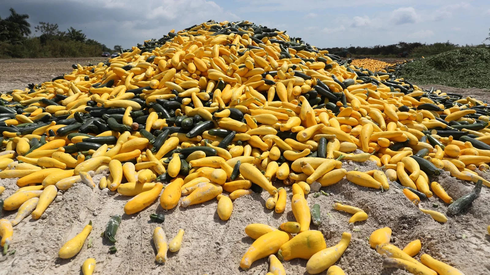 Squash recall issued for four states as FDA sets risk level