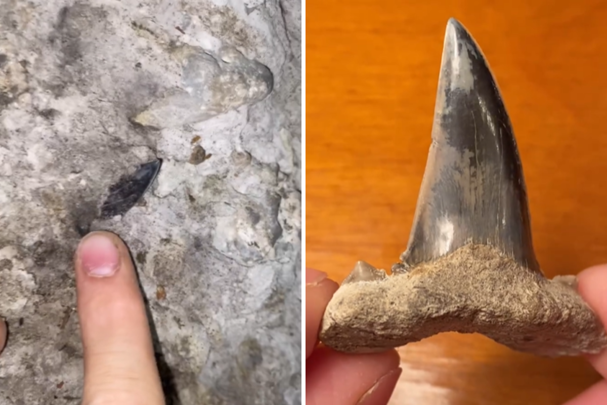 Tooth of an ancient shark