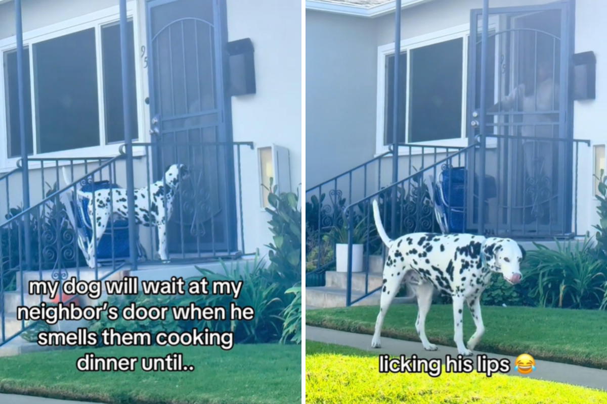 dog goes to neighbors for food