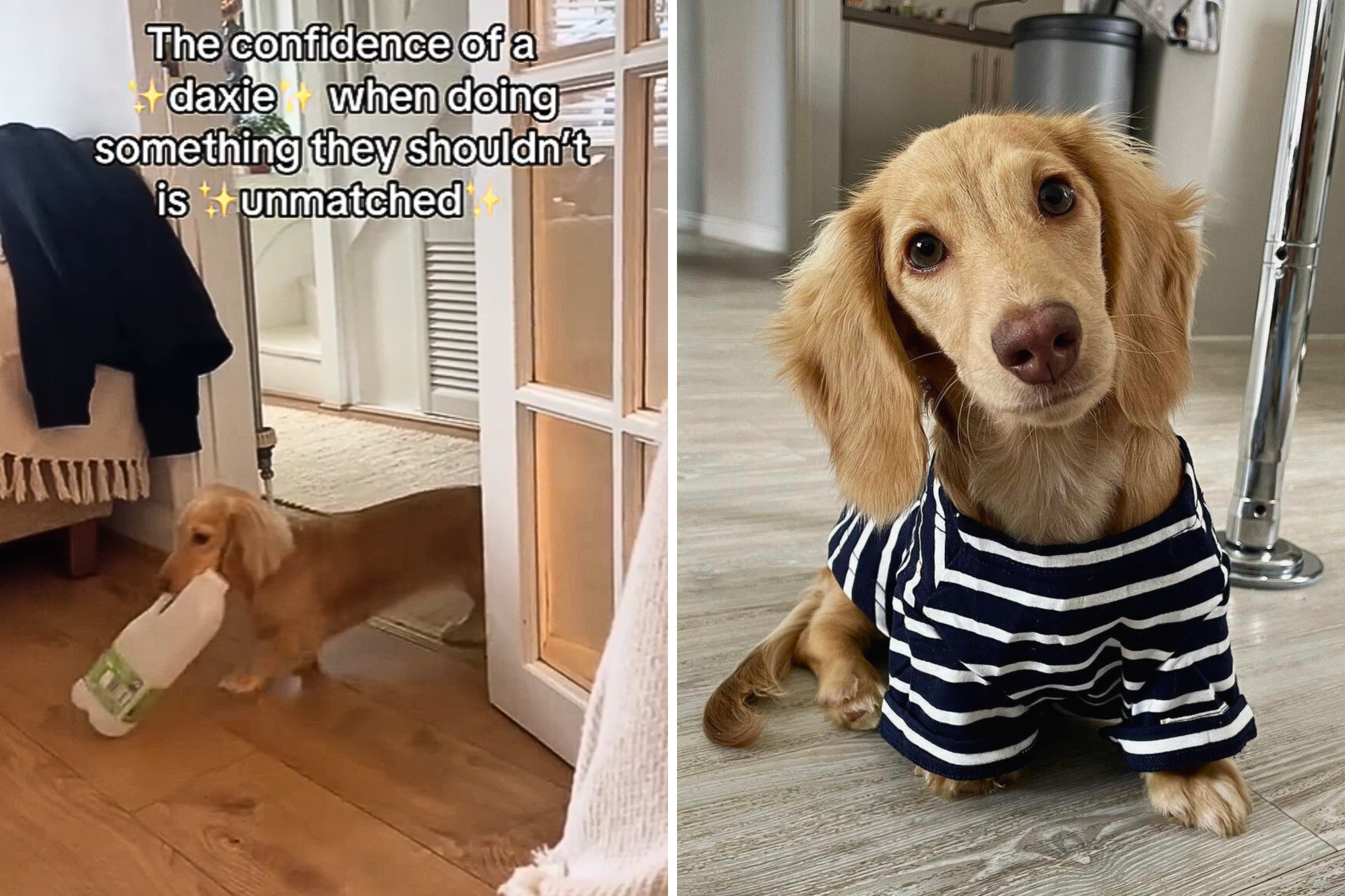 Owners face hilarious daily struggle with garbage-obsessed dachshund