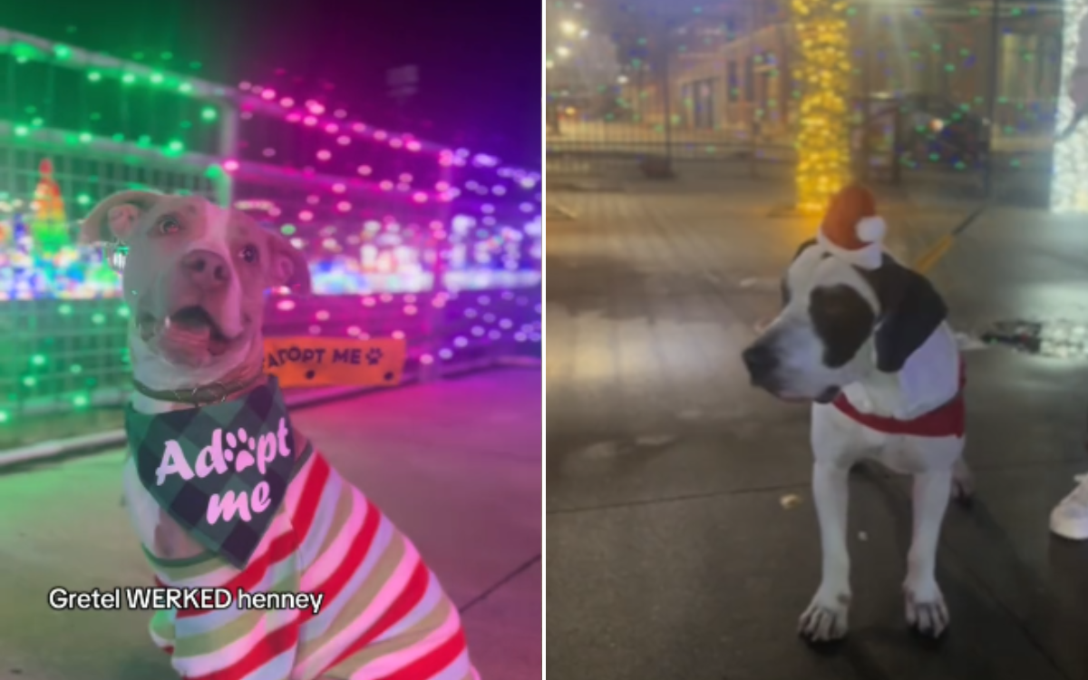 Adopt Charleston showed their dogs the lights.