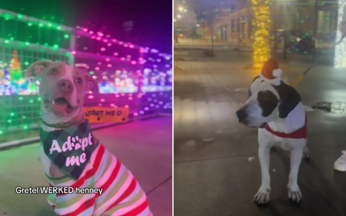 Shelter finds magical way to get dogs in Christmas spirit: "look so happy"