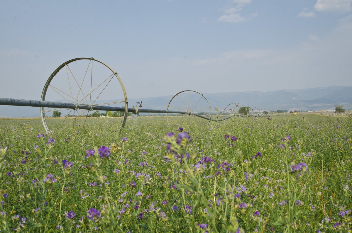 Alfalfa