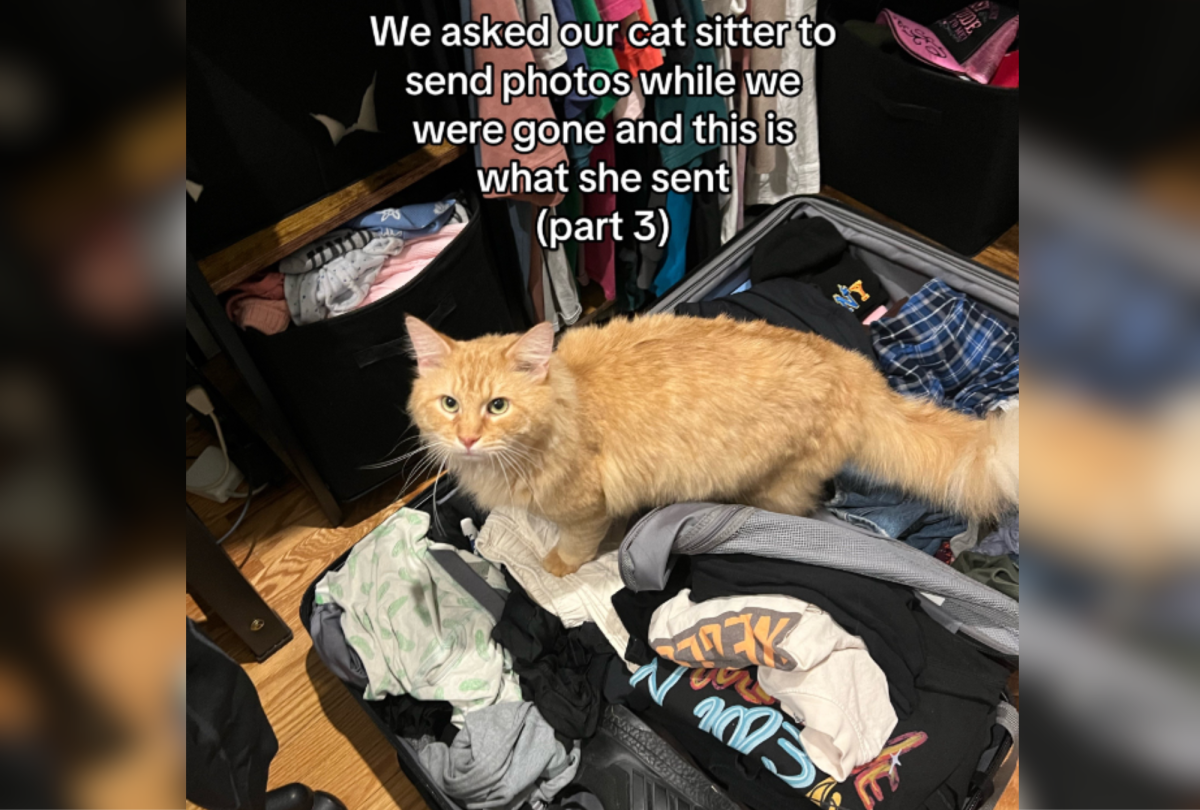 cat on a packed luggage