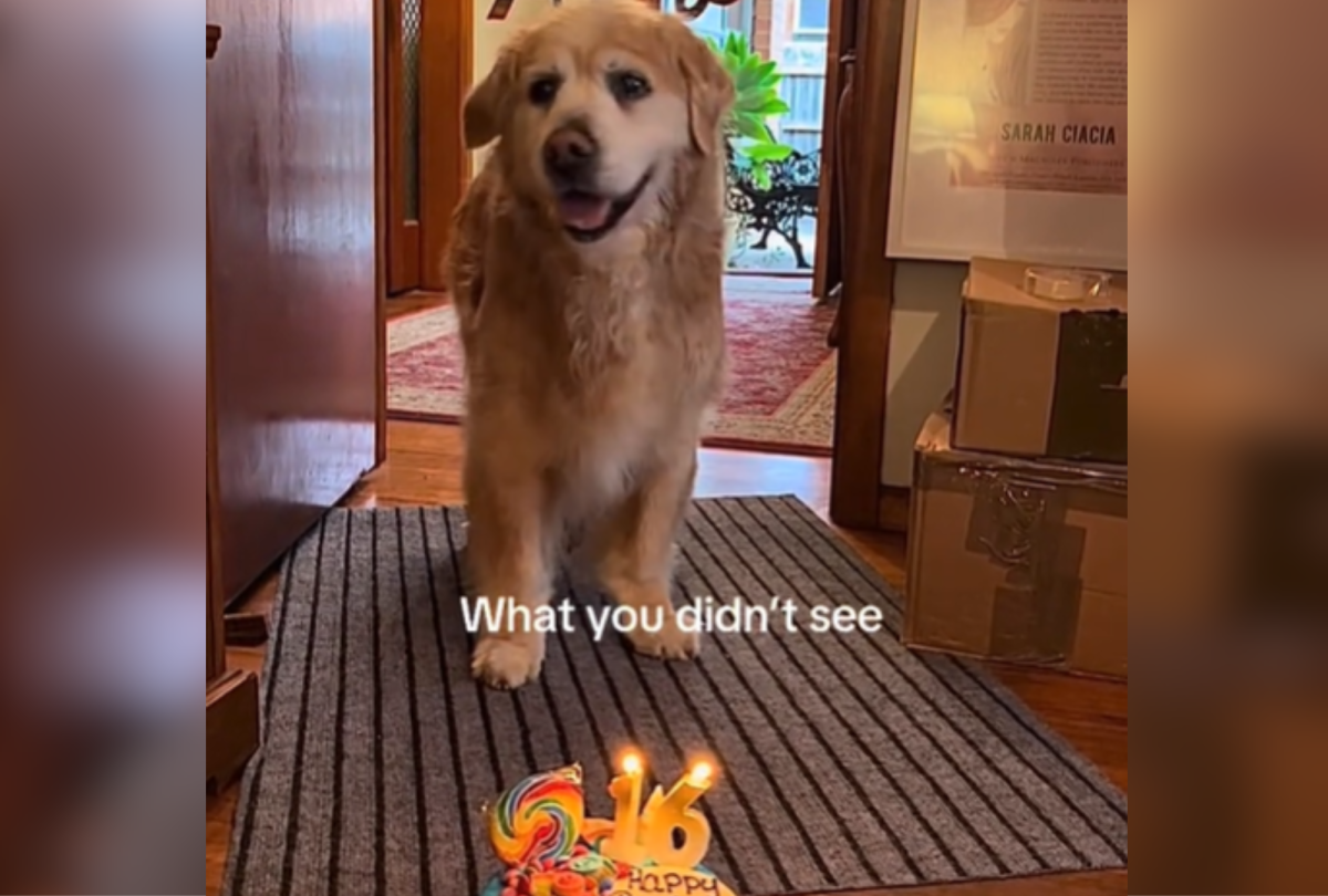 Dog posing with cake