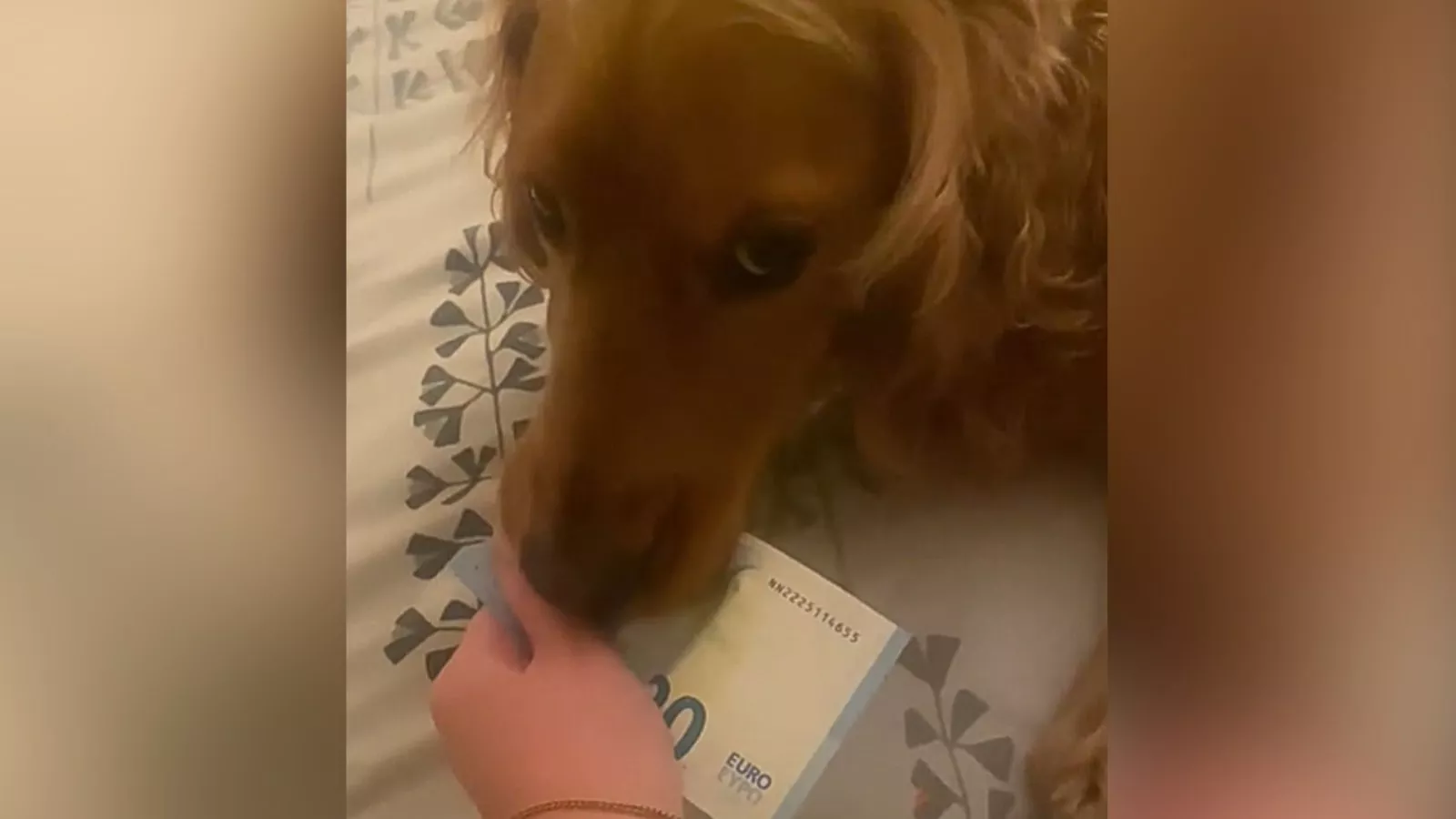 Owner in hilarious stand-off with dog after he steals cash -- "Who do you owe"
