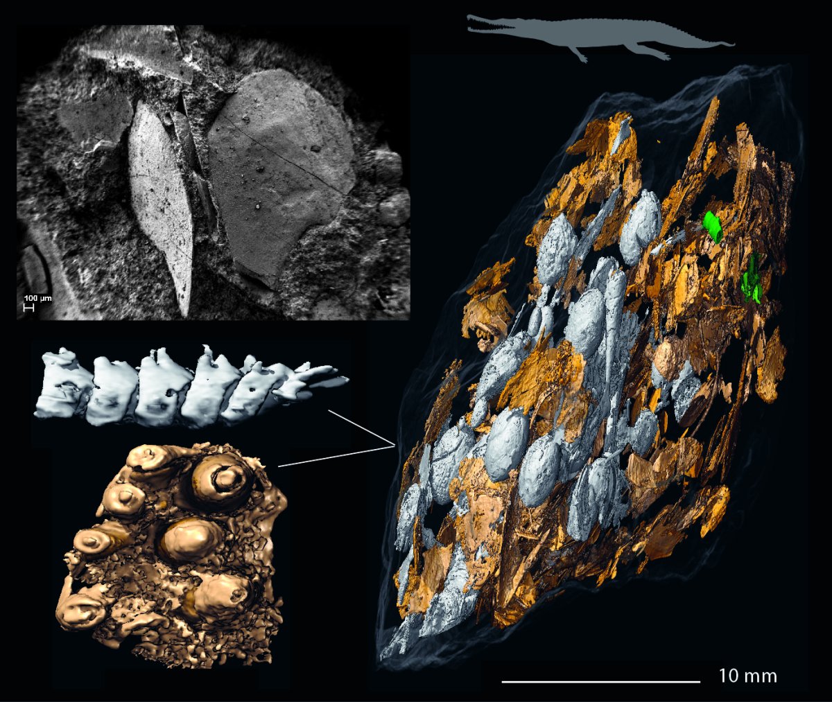 A large coprolite bearing fish remains