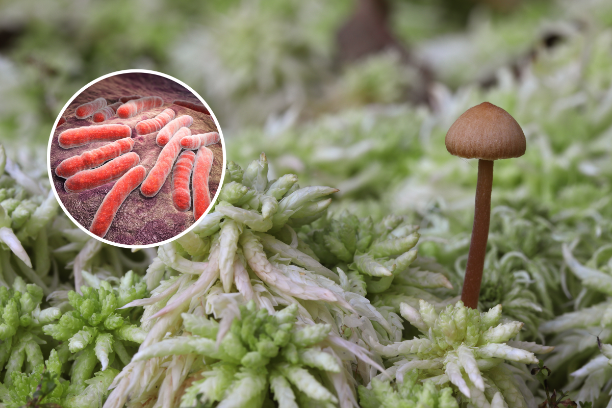 Fungus and tuberculosis