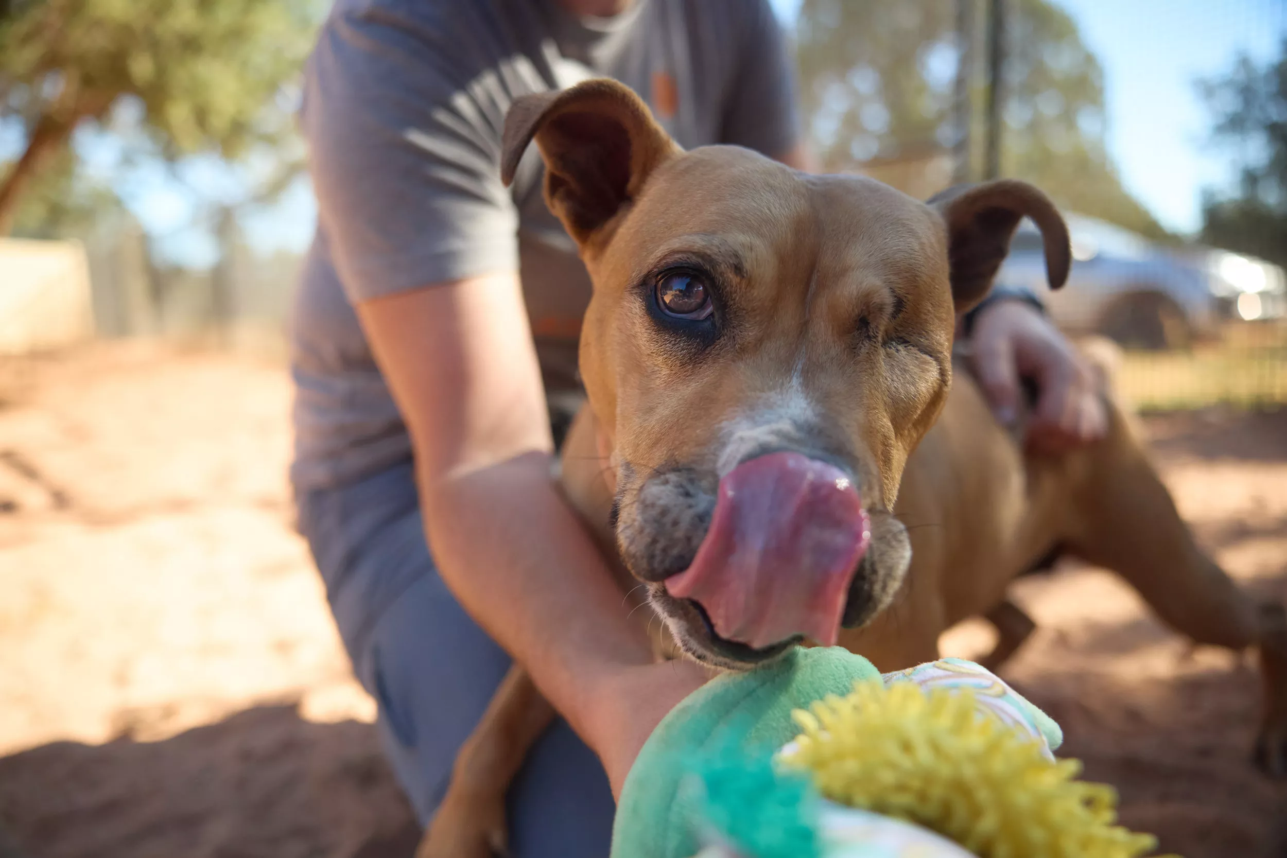 Senior dog with one eye looking for forever home after 1461 days in shelter