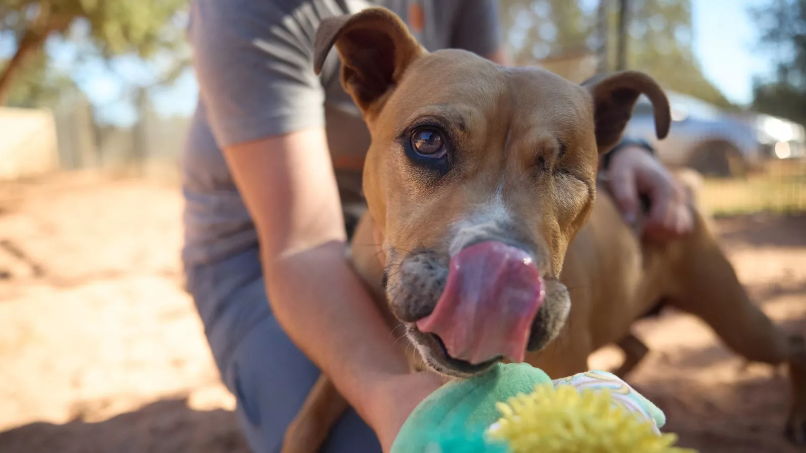 Senior dog with one eye looking for forever home after 1461 days in shelter