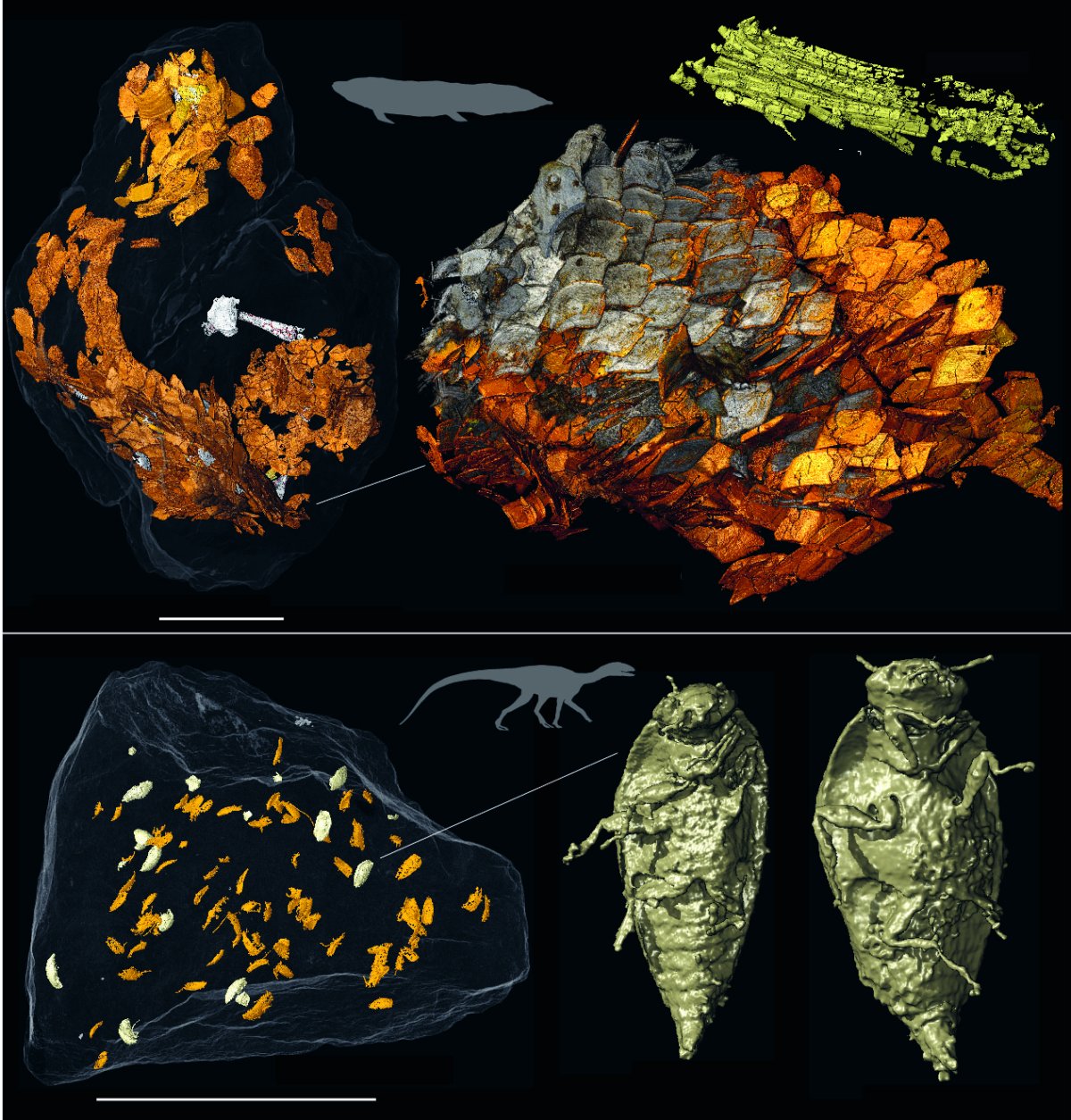 Two examples of fossil digestive remains