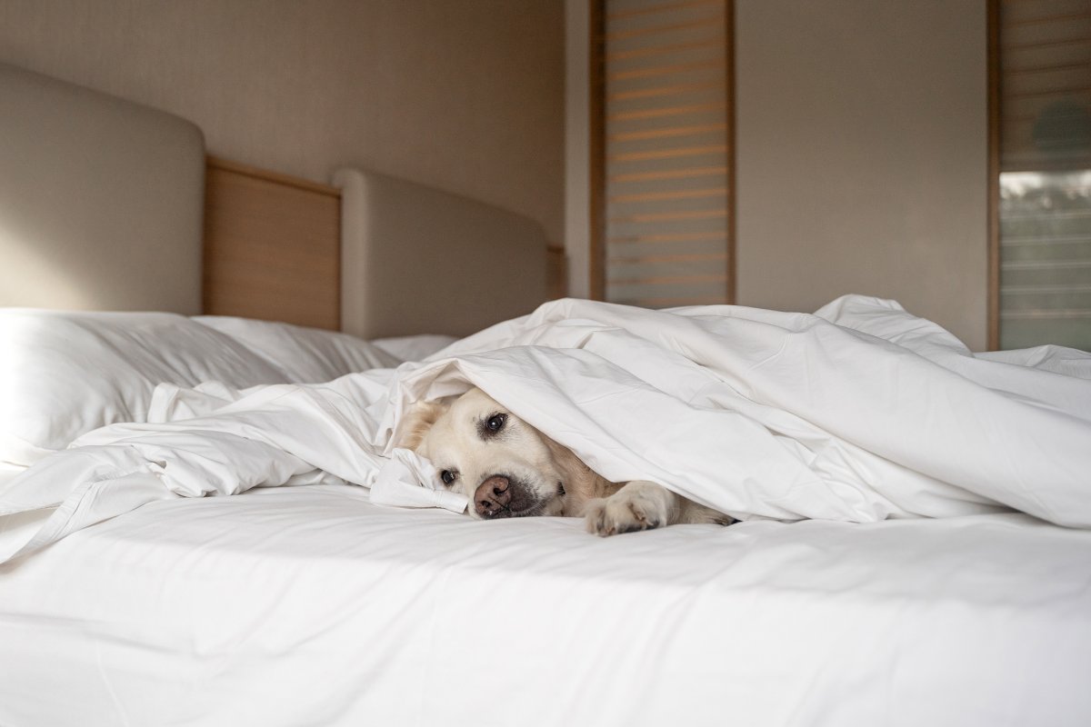 Stock image of dog sleeping.