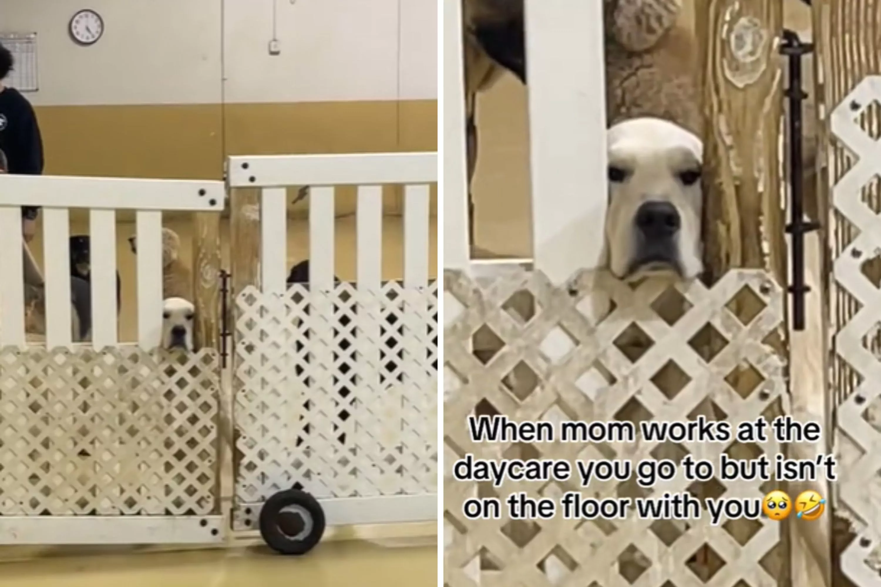 Dog reacts to mom working at day care but not hanging with him: "betrayal"
