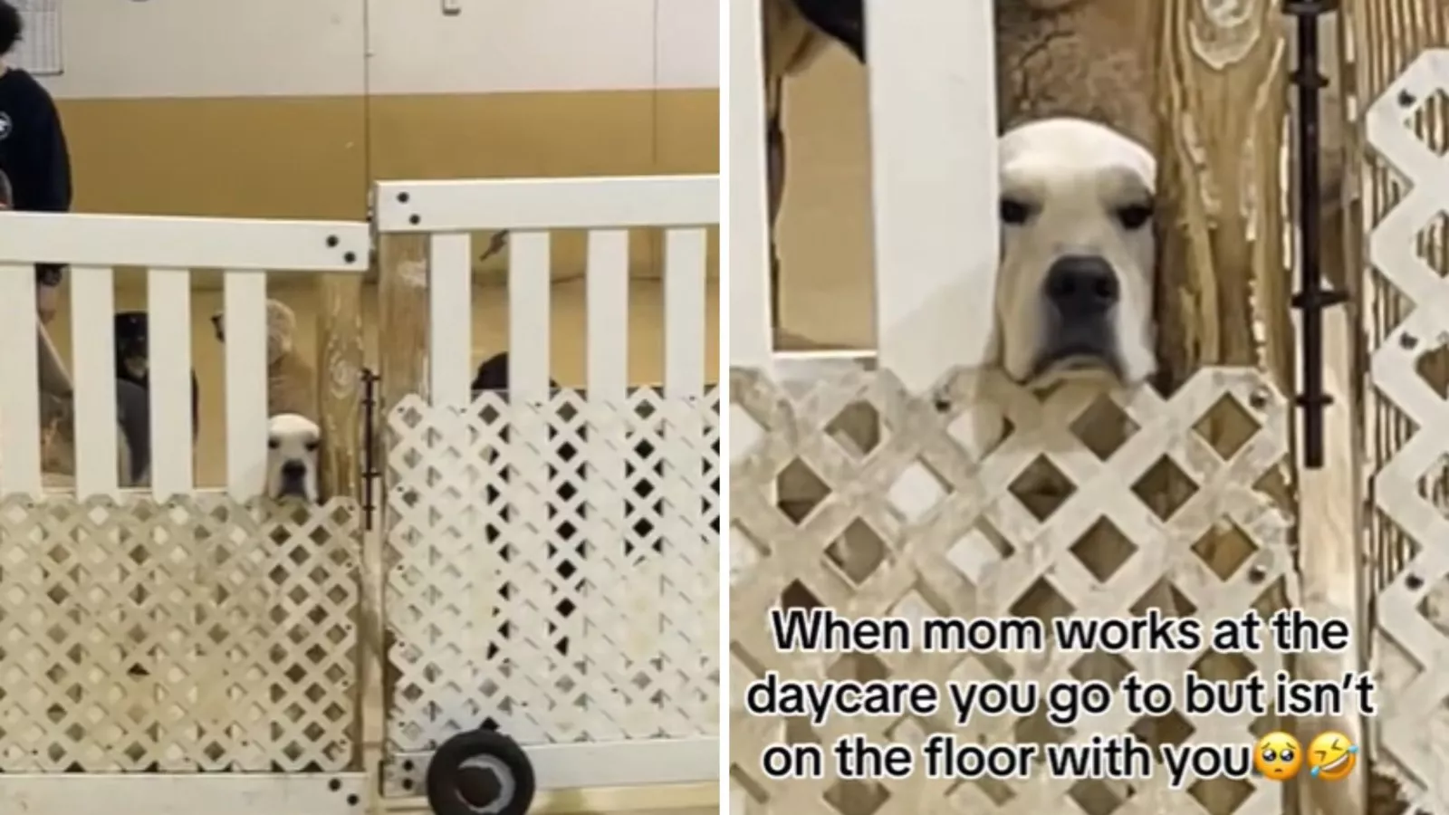 Dog reacts to mom working at day care but not hanging with him: "betrayal"