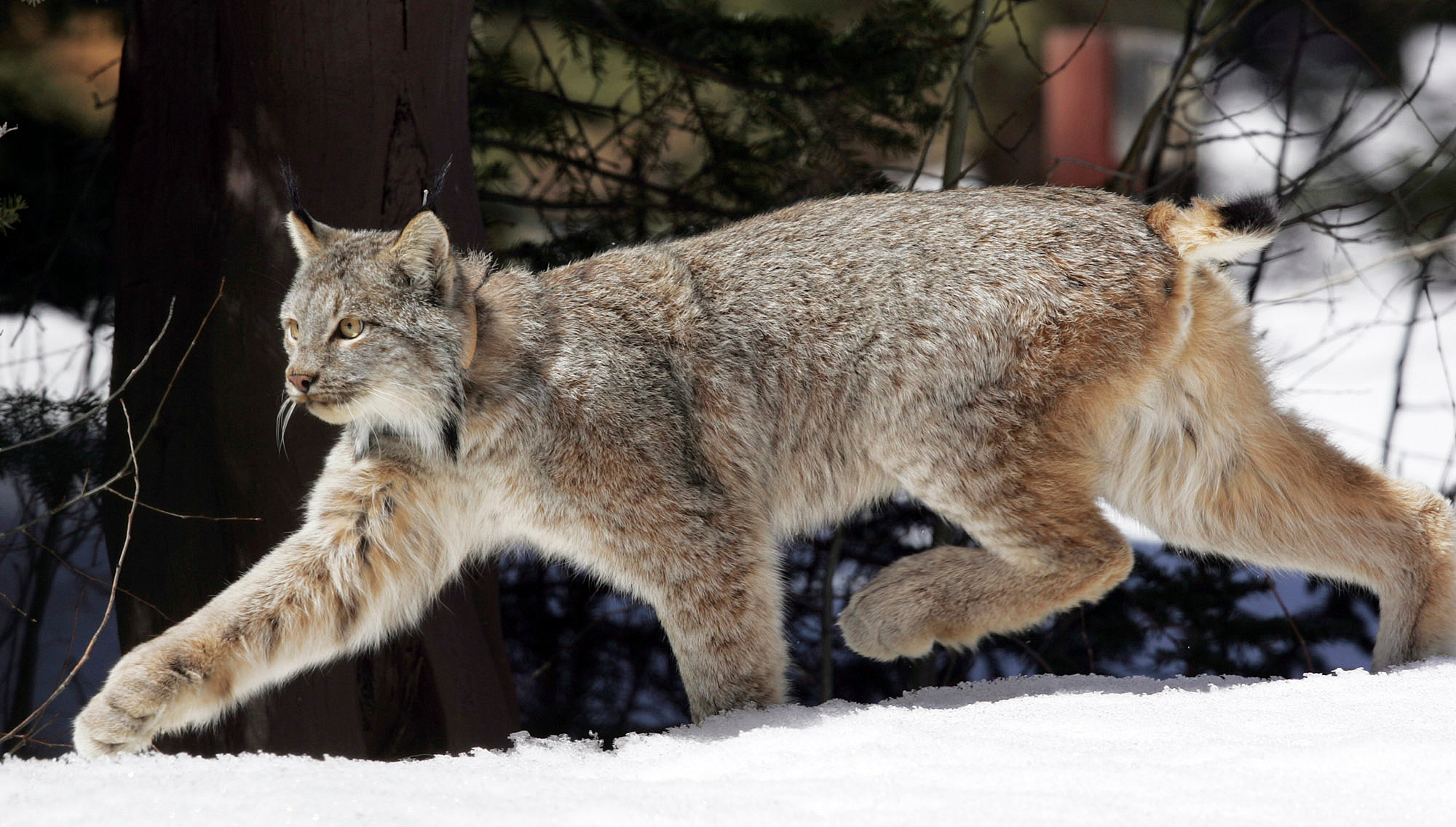 Canada Lynx Could Receive New Habitat Protections in Rocky Mountains