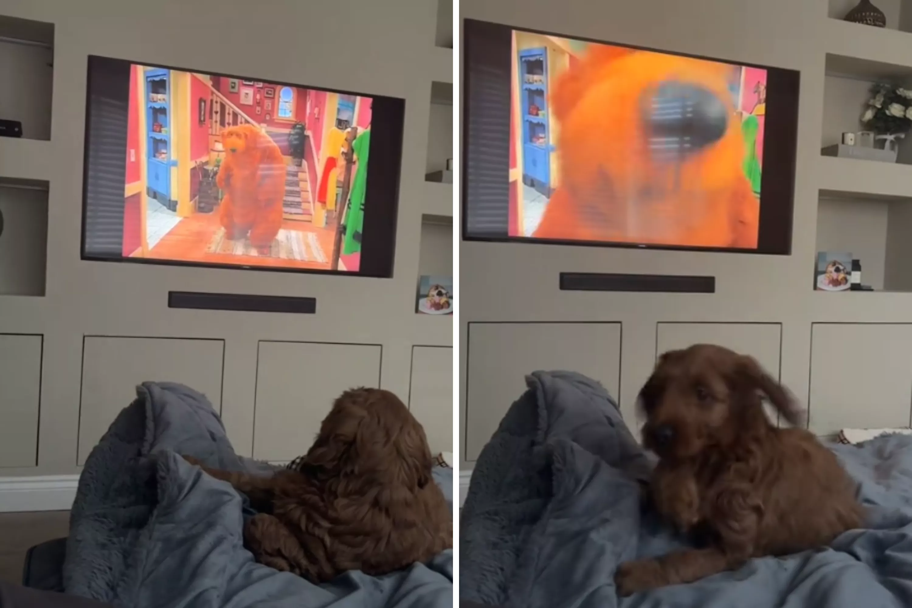 Moment puppy hilariously runs for cover over what he sees on TV